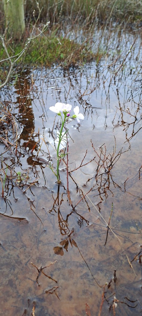 ntsandscalehaws's tweet photo. Spring is certainly trying to get going despite the weather here at @ntsandscalehaws. Cuckooflower and our first #natterjacktoad spawn string (29-3-24) recorded, along with Wheatear and prospecting Sand Martins #migration #sandscalehaws40 https://t.co/F75qT1CufB
