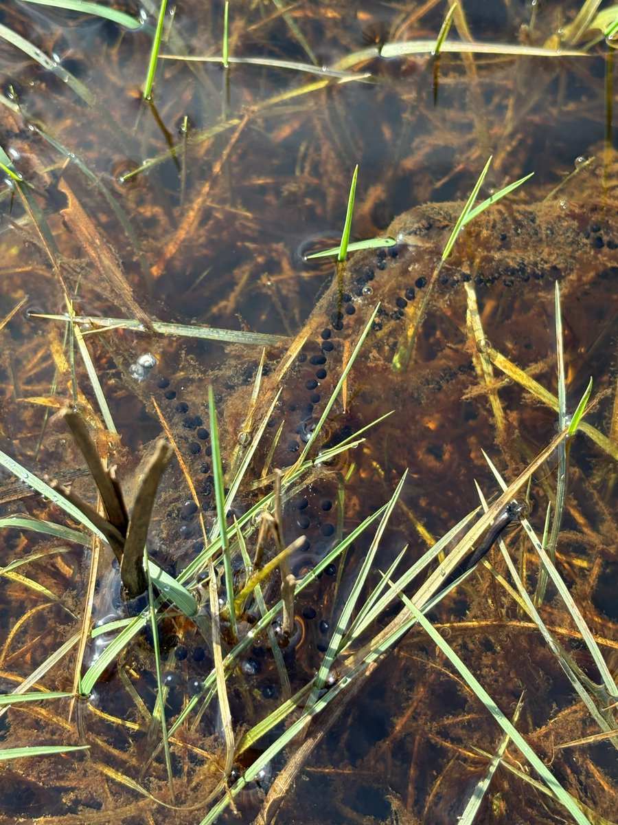ntsandscalehaws's tweet photo. Spring is certainly trying to get going despite the weather here at @ntsandscalehaws. Cuckooflower and our first #natterjacktoad spawn string (29-3-24) recorded, along with Wheatear and prospecting Sand Martins #migration #sandscalehaws40 https://t.co/F75qT1CufB