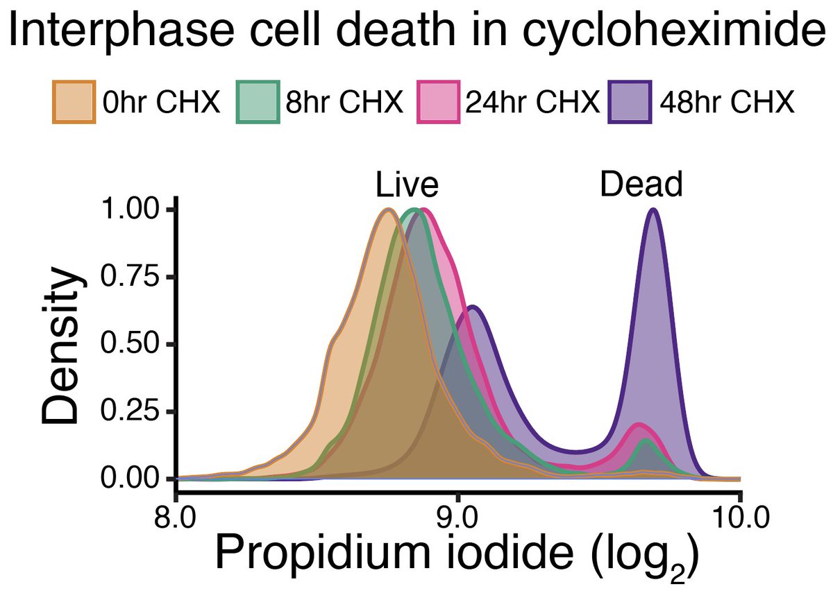 Iain Cheeseman (@iaincheeseman) on Twitter photo Day 1: Countdown to a cool new preprint exploring alternative translational control during the cell cycle. Interphase cells survive translation inhibition for days. Translation levels decrease in mitosis, but did you know that mitotic cells strongly require new translation? Day 1: Countdown to a cool new preprint exploring alternative translational control during the cell cycle. Interphase cells survive translation inhibition for days. Translation levels decrease in mitosis, but did you know that mitotic cells strongly require new translation?