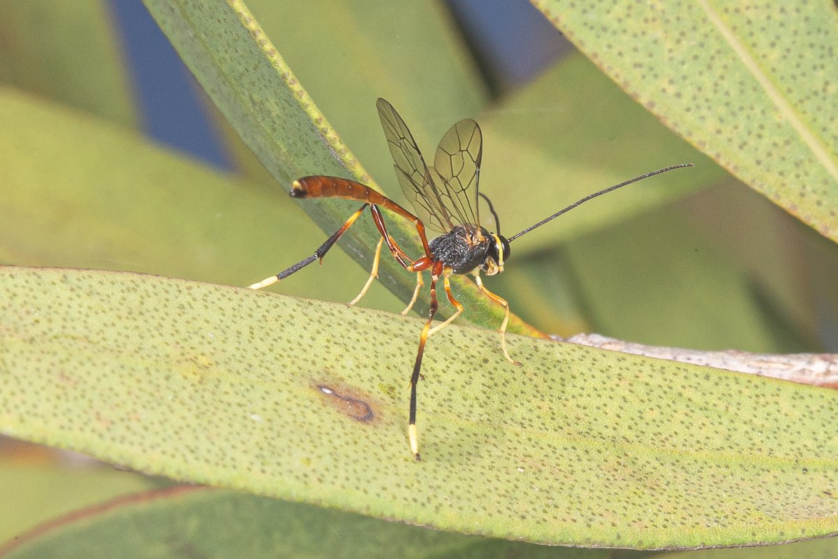 Michael Whitehead tweet media