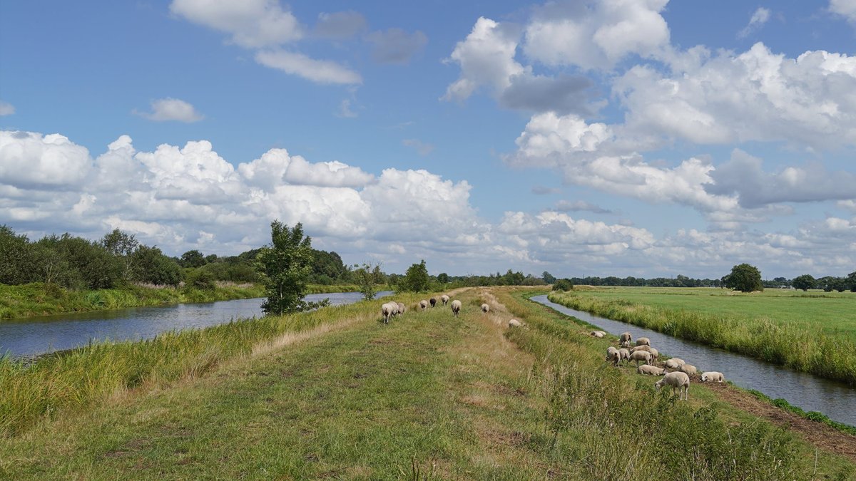 Prolander werkt sinds 2022 aan de herinrichting van het Peizerdiep om het landschap en de natuur in het gebied te behouden en waar mogelijk te versterken. Hoe staat het met de ontwikkeling van het projectgebied? Projectleider Johan de Boer praat ons bij: bit.ly/4albK8q