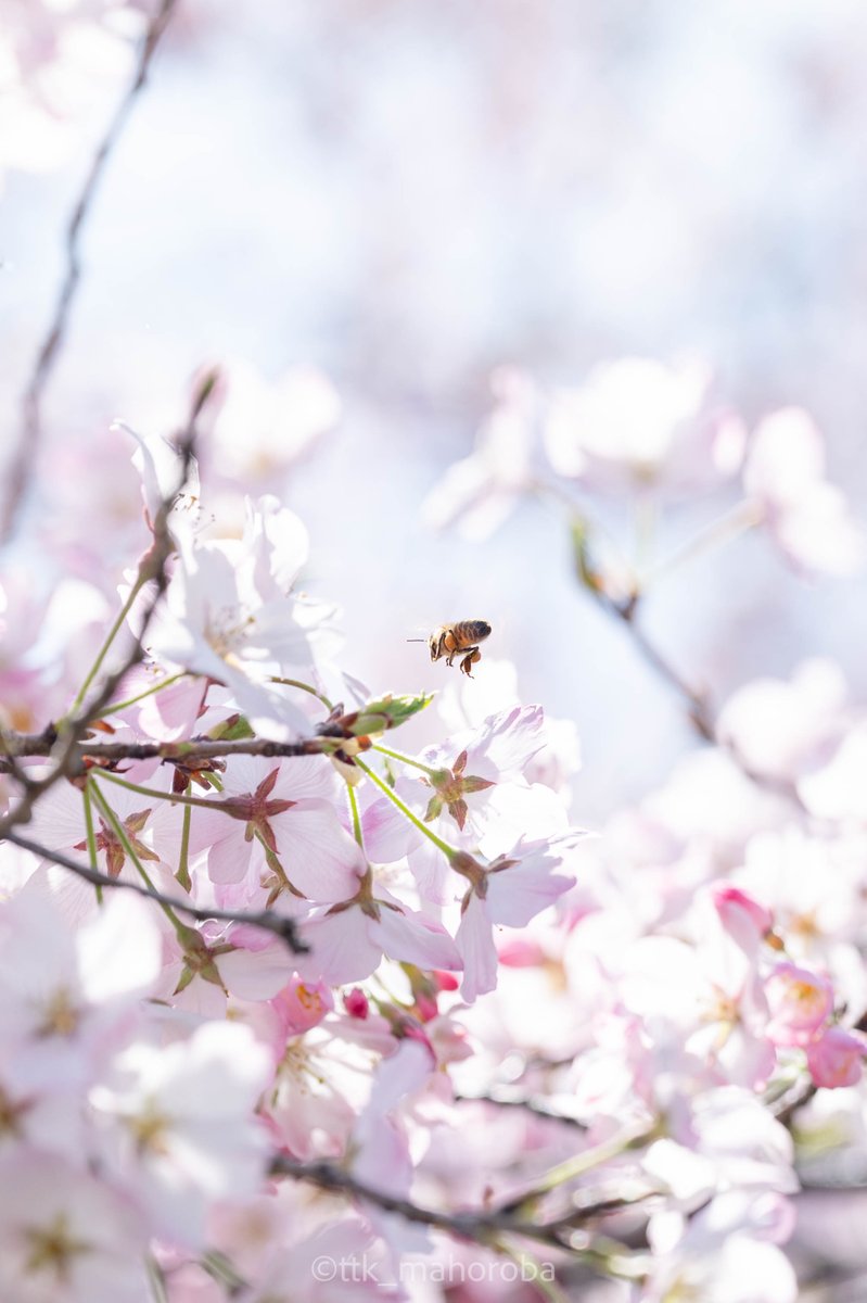 昔、ミツバチ・クマバチと同様にハタラキバチという
働き者の種類の蜂がいると思ってた🐝
今週もがんばろ😎
#ケツ曜日
#TLを花でいっぱいにしよう 
#私とニコンで見た世界