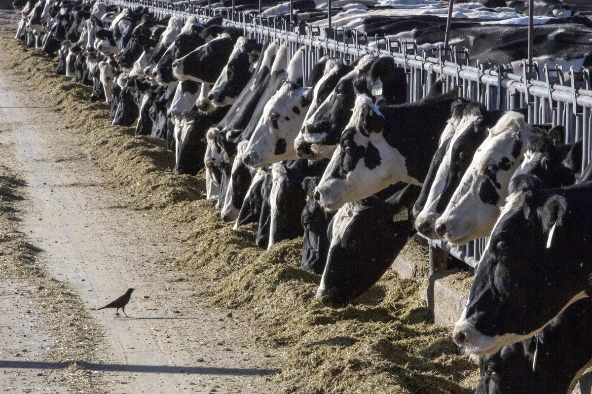 🚨⚠️ #Influenza aviaire : une personne a attrapé la grippe aviaire après avoir été exposée à des #vaches malades Les exploitants de bovins laitiers et de boucherie sont appelés à renforcer leurs plans de biosécurité ow.ly/yOCB50R6iVv