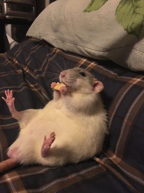 me eating a little treat as reward after a long day of doing nothing