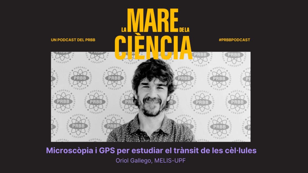 Biomedicina BCN (@the_prbb) on Twitter photo “El paper de l’artista i el del científic és fer visible l’invisible” - Oriol Gallego (<a href="/UPFbiomed/">UPF Medicine and Life Sciences</a>)
En l'últim episodi de la T3 de #LMDLC ens endinsem en la cèl·lula i la innovació en microscòpia. 🔬
🔗 ellipse.prbb.org/ca/oriol-galle… “El paper de l’artista i el del científic és fer visible l’invisible” - Oriol Gallego (<a href="/UPFbiomed/">UPF Medicine and Life Sciences</a>)
En l'últim episodi de la T3 de #LMDLC ens endinsem en la cèl·lula i la innovació en microscòpia. 🔬
🔗 ellipse.prbb.org/ca/oriol-galle…