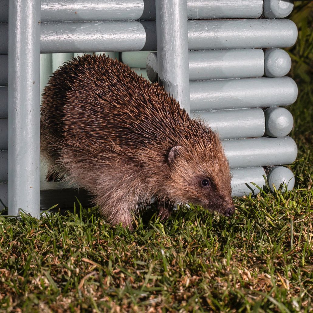 📢 Calling all teachers! Do your students want to help #hedgehogs? We've launched a #competition for under 17's to design a poster for Hedgehog Awareness Week – running 5-11 May! 🍂 🦔 🪧 Find out more & enter by April 22 2024👇 buff.ly/3P889lT 📷 Colin Barley