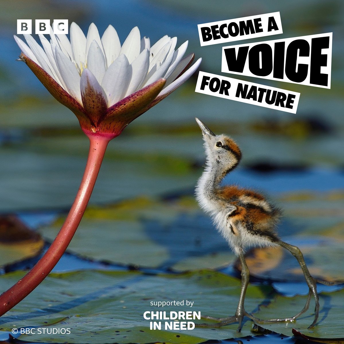 Parents! Looking for fun activities for your children over the Easter holidays? Check out our fun and creative Become a Voice for Nature resources to encourage youngsters to have more conversations about the natural world 🌍 bbcchildreninneed.co.uk/schools/become…