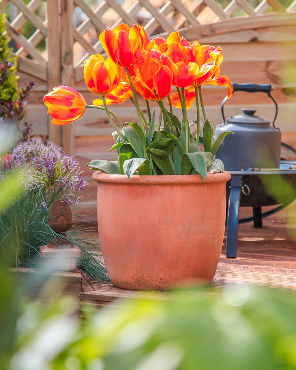 Decked out in vibrant hues! 🌷 Embracing spring with pops of colour in #gardenpots - orange #tulips  stealing the show! 🧡🌱
#ThePhotoHour 
#FlowersOfTwitter 
#flowerphotography 
#TulipTuesday