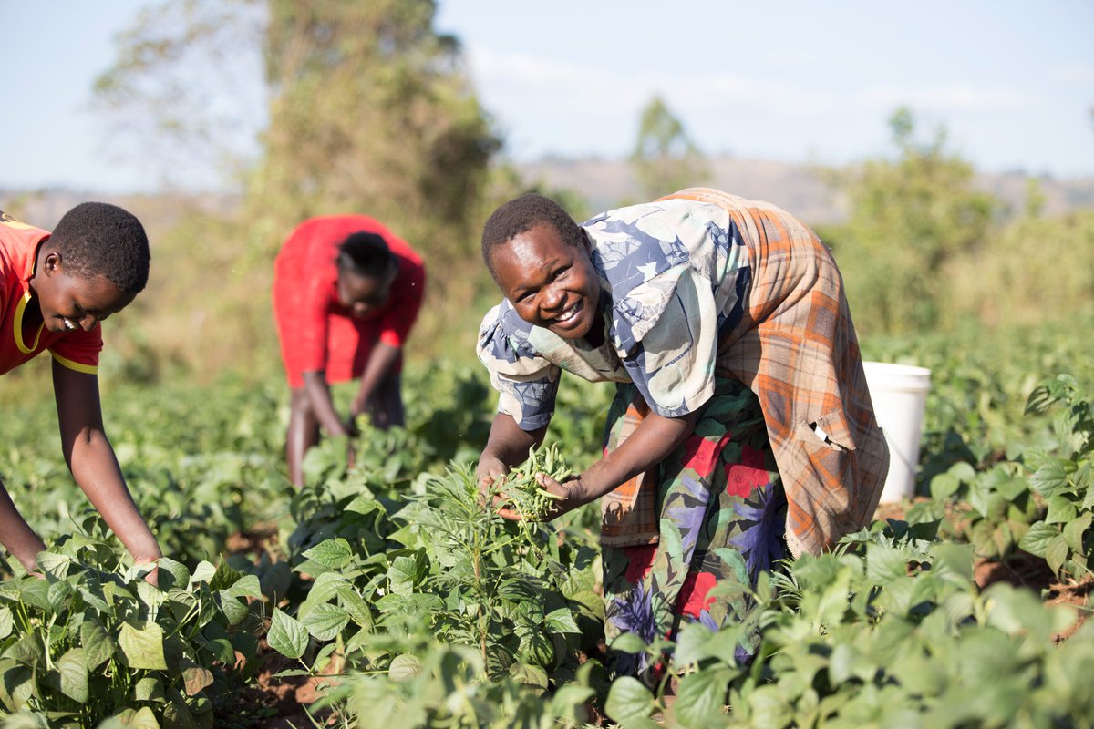 Farm Africa helps farmers across eastern Africa to improve the quality, quantity and value of their produce, so that they can support their families with more resilient livelihoods. 🌱🐐🌳 farmafrica.org