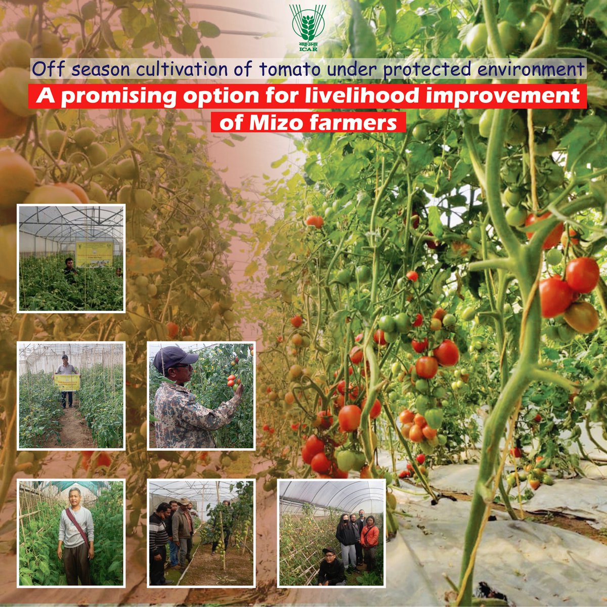 Off-season #cultivation of #tomato under protected environment: A promising option for livelihood improvement of Mizo #farmers.#ICAR @PMOIndia @MundaArjun @KailashBaytu @ShobhaBJP @mygovindia @PIB_India @AgriGoI @DDKisanChannel Read more: icar.org.in/node/20657