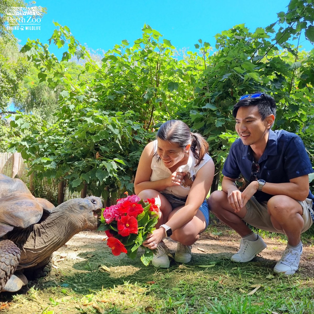 She said ‘shell yes!’ 💍 During a Galapagos Tortoise Close Encounter, these lovely visitors got engaged! We hope the soon-to-be newlyweds will be as happy as Cerro is when he gets fresh flowers 🌺 Ps. To the happy couple, did you know we do weddings? 😉 bit.ly/3VH7NpN