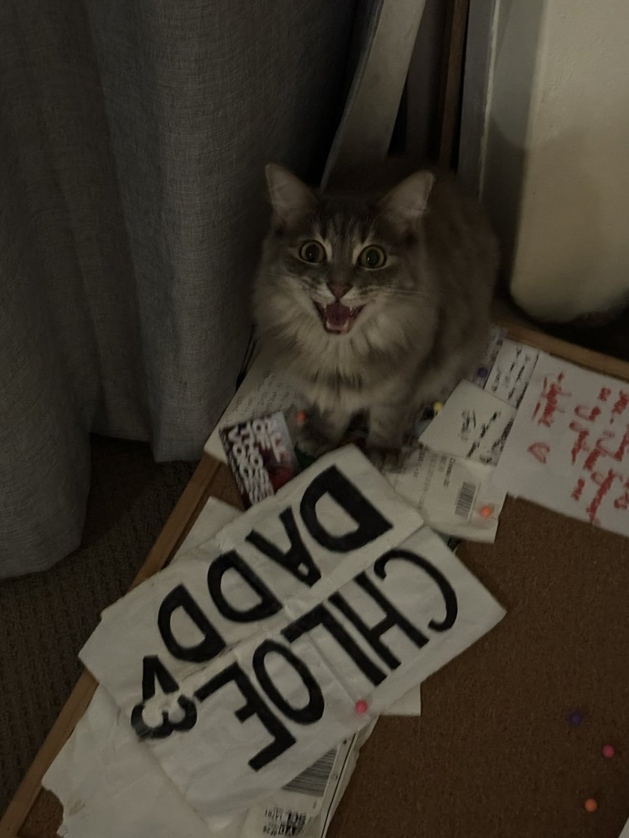 in this house we stan chloe dadd