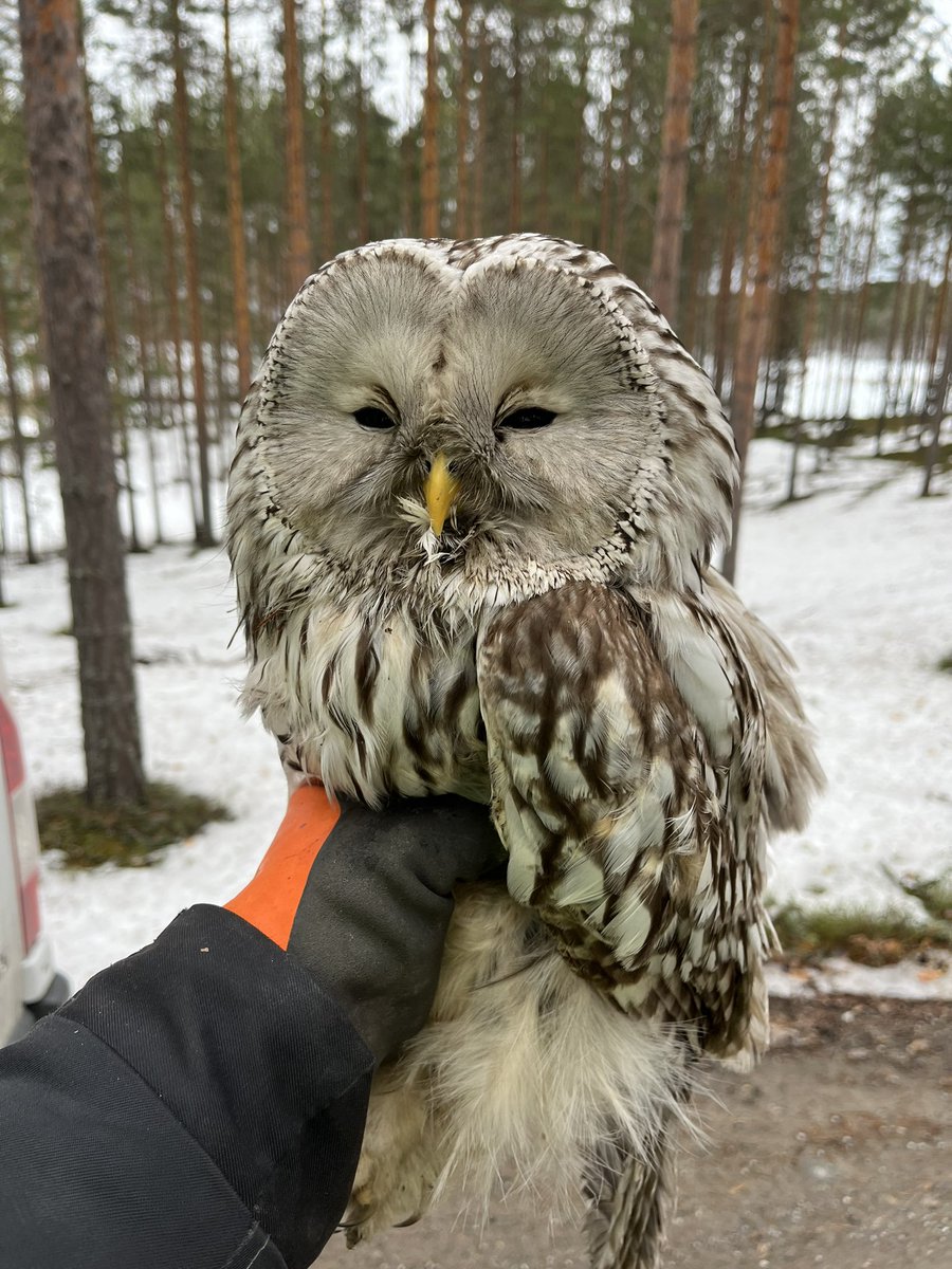 Punkaharjulta löytyi viirupöllö makaamassa keskellä tietä. Olen parhaillaan palaamassa hakureissulta. Kiitos taksikuskille joka siirsi pöllön tieltä pois ja soitti 112. Poliisi soitti meille ja nyt pöllö on kyydissämme. ❤️ #jampanelainhoitola