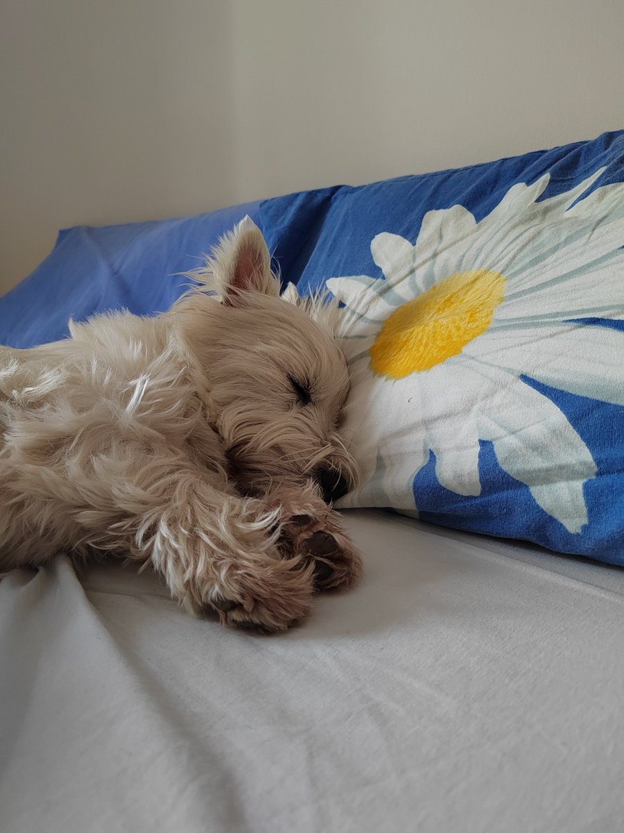 #jerry #westie #terrier #enjoylife #home #animal #dogsofx #dogslover #hardlife