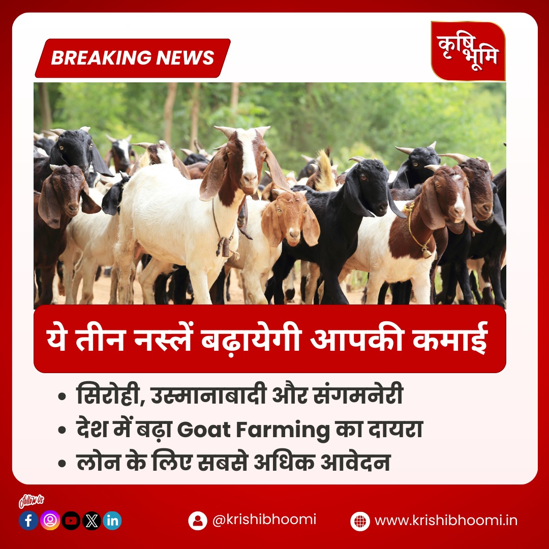 📰ये तीन नस्लें बढ़ायेगी आपकी कमाई

For more details: 
krishibhoomi.in/goat-farming-t…

#newschannel #news #latestnews #newschannel #krishibhoomichannel #farmer #farmernews #goatfarm #goat #profitableagriculture #profitablebusiness