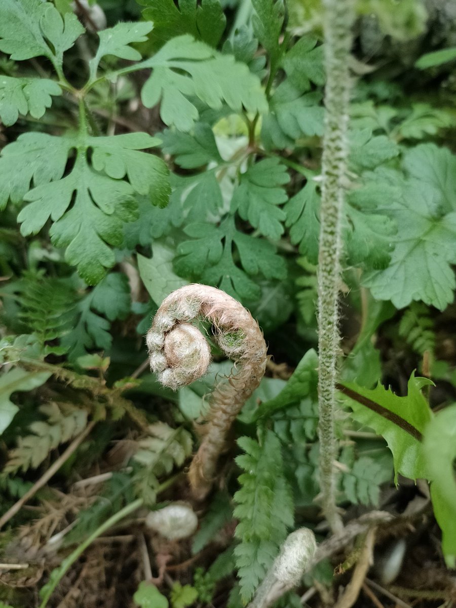 Tree_Folklore's tweet image. There are so many magical things happening at the minute. 

And it is extra exciting to find them on a walk to an especially magical fairy 🌳.

Anybody who sleeps on a bed of ferns will never catch a cold 🥶. This is because in Christian folklore Joseph made a bed of Ferns 🌿 for…
