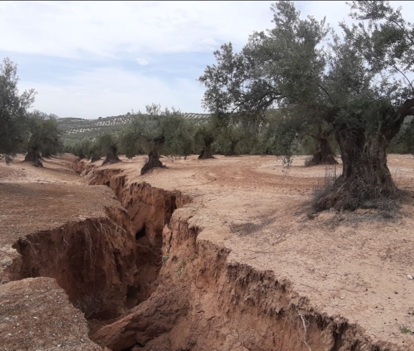 El suelo fértil sin cubierta vegetal, con las fuertes lluvias, favorece la erosión hídrica y la pérdida irreversible de capa arable