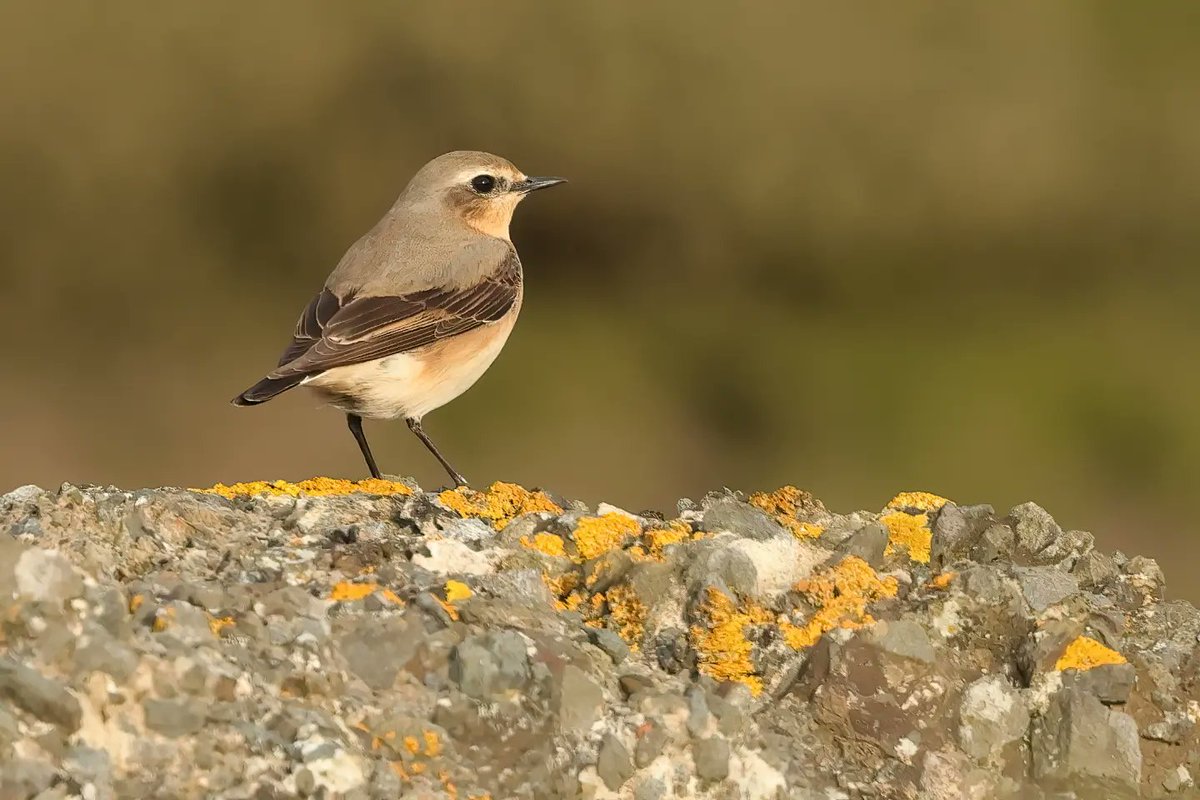 Wheatears (m/f) #pembreyharbour