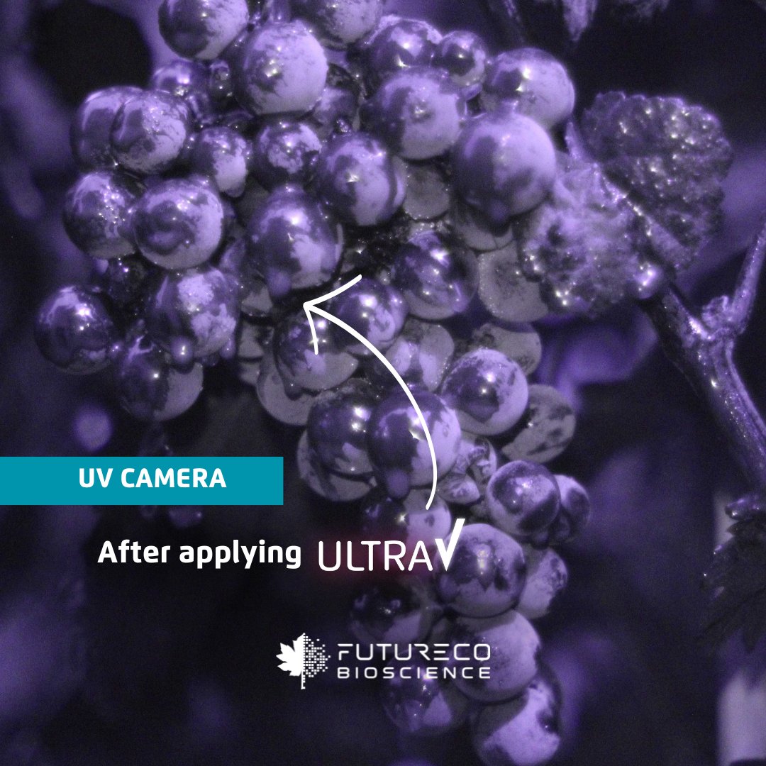 📷🍇☀️ #UltraV is our #sunscreen with #biostimulant effect, designed to absorb and block #UVrays. We used a special, modified camera that ONLY captures #UV light, while blocking visible light. 
#FuturecoPortfolio #ClimateSmartFarming #ClimateSmartAgriculture #uvcamera #cámaraUV