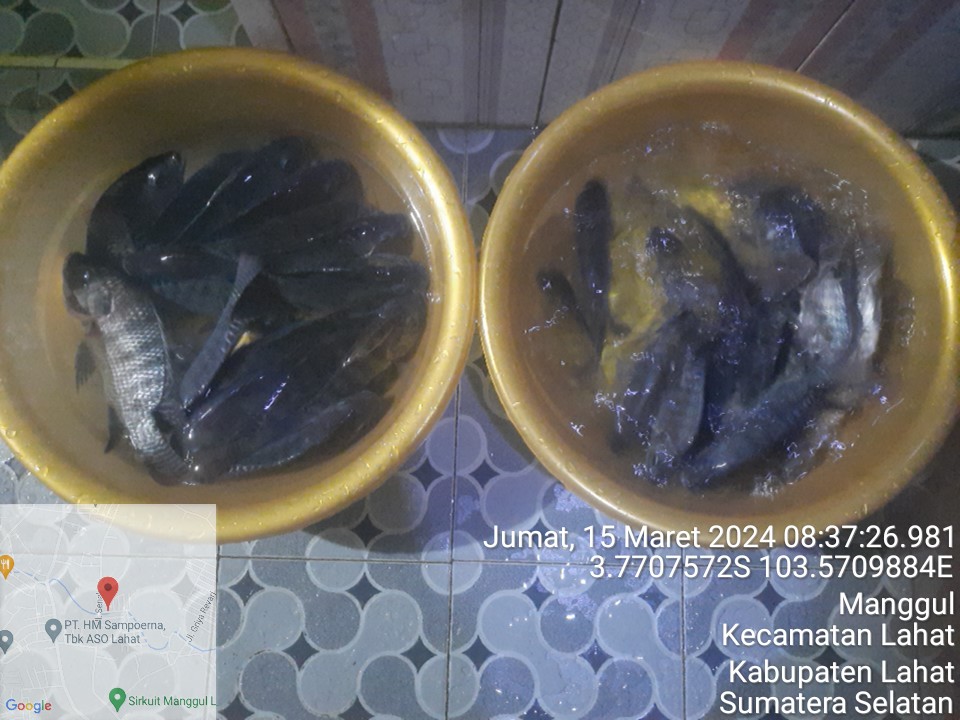 EvaTajuddin's tweet photo. Jum'at (15/03/2024), Eva Hendrayani, Luhkan Kab. Lahat, di Pokdakan Puntang Kecik Kel. Kota Baru, panen ikan nila secara parsial, kolam tanah, ukuran 20x30 m, sebanyak 100kg, ukuran 5-6 ekor/kg, harga 35.000/kg

#GiatLuhkanSatminkalBRPPUPP 
#Luhlapor
#Lahat
#Panen https://t.co/s35PNvSCIq