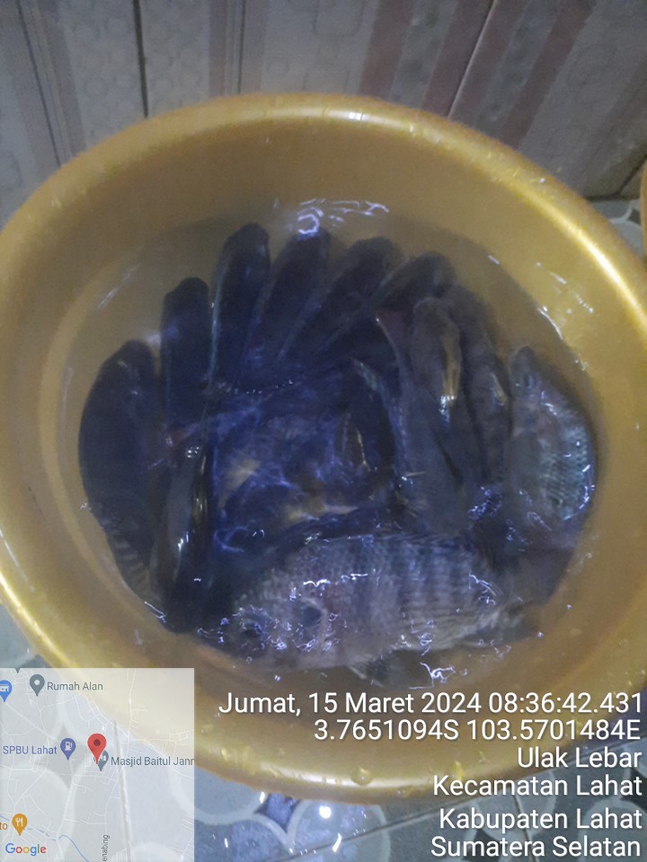 EvaTajuddin's tweet photo. Jum'at (15/03/2024), Eva Hendrayani, Luhkan Kab. Lahat, di Pokdakan Puntang Kecik Kel. Kota Baru, panen ikan nila secara parsial, kolam tanah, ukuran 20x30 m, sebanyak 100kg, ukuran 5-6 ekor/kg, harga 35.000/kg

#GiatLuhkanSatminkalBRPPUPP 
#Luhlapor
#Lahat
#Panen https://t.co/s35PNvSCIq