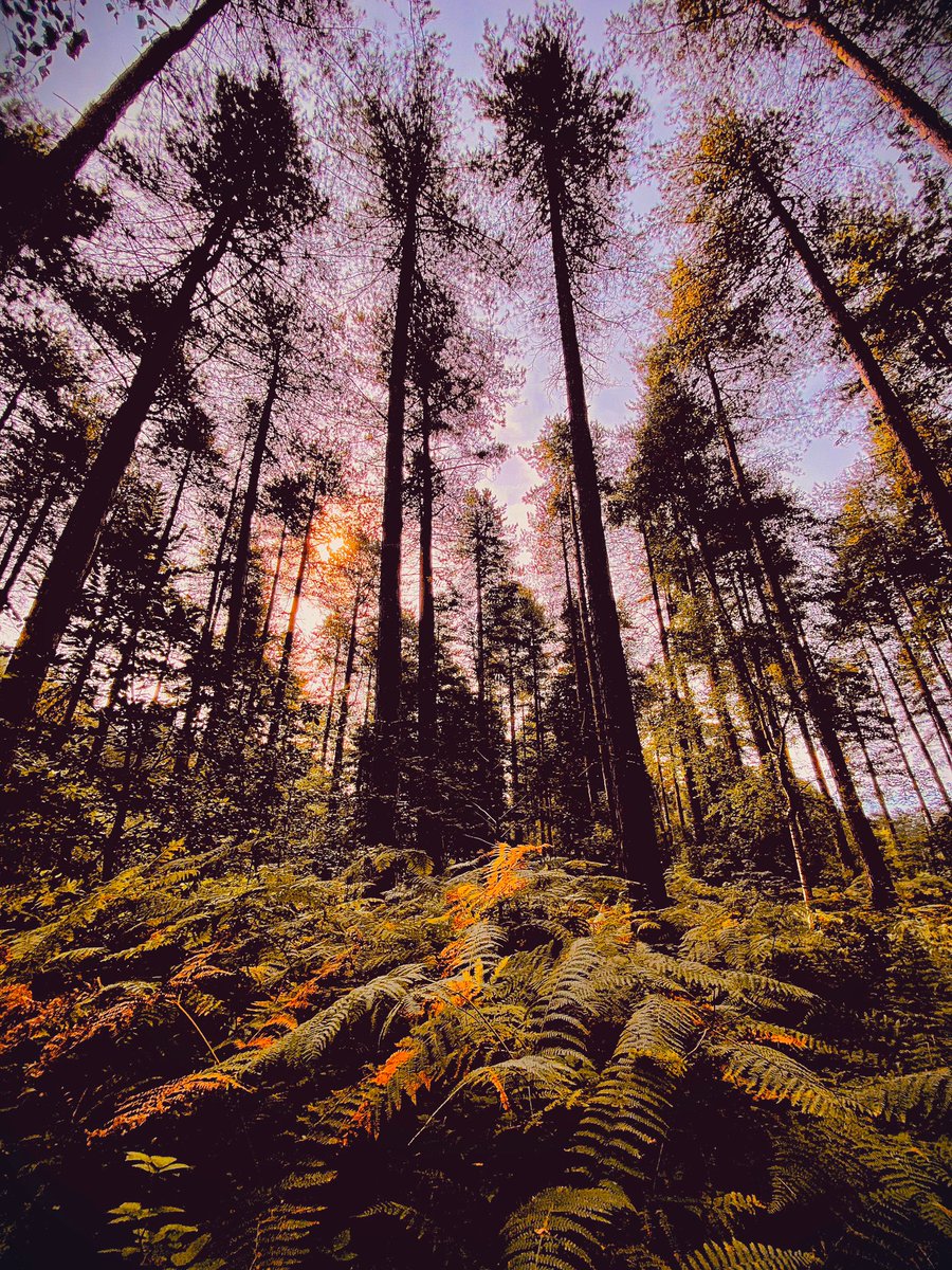 Lost In The Wilderness #Forest #ForestryEngland #Trees #Sunset #Nature #Photography