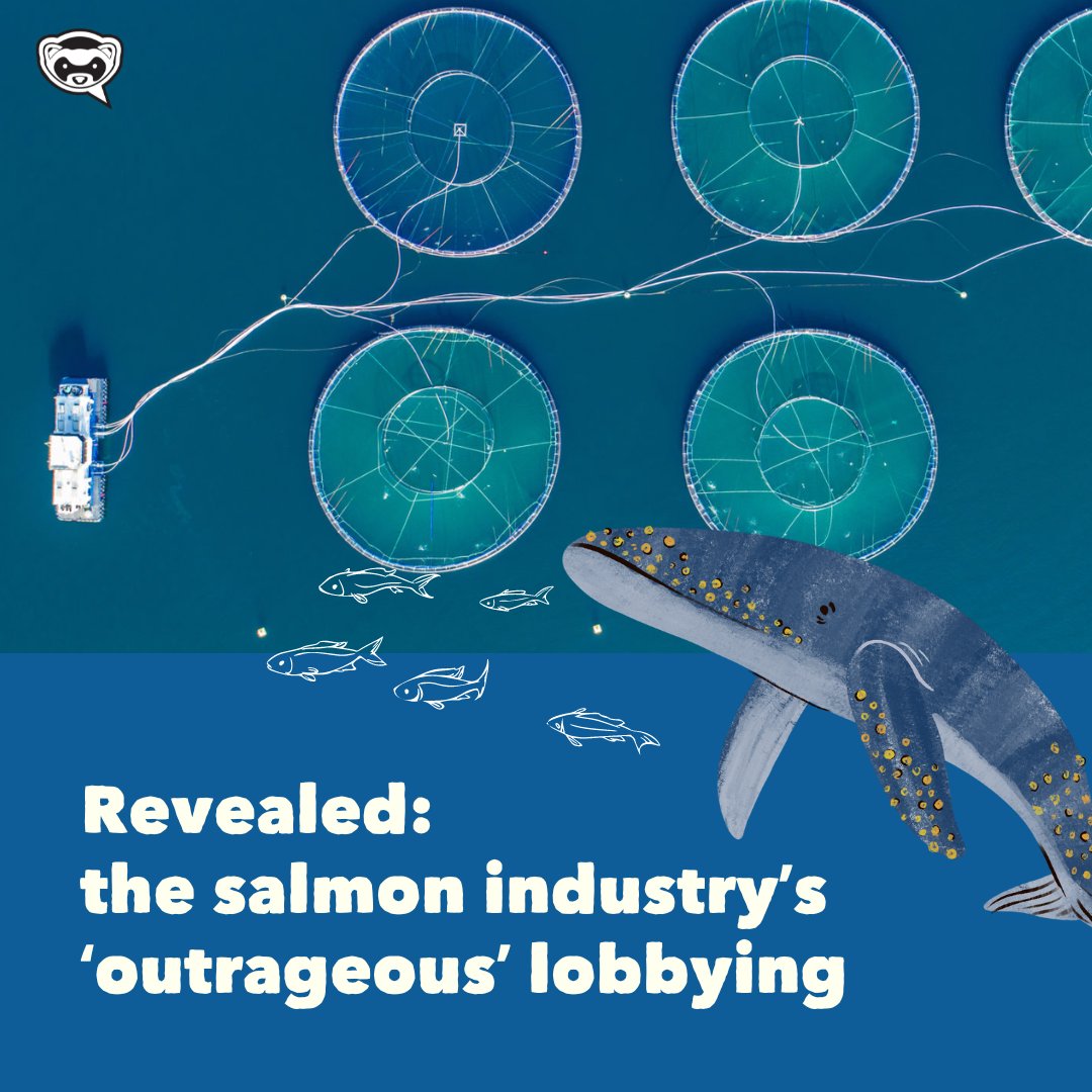 🔴NEW: The multinational salmon farming industry privately lobbied the Scottish Government at least 20 times in the last year, calling for regulations to be relaxed, consents to be streamlined and companies to be given public subsidies. Read more here: bit.ly/3PIHNXs?utm_so…