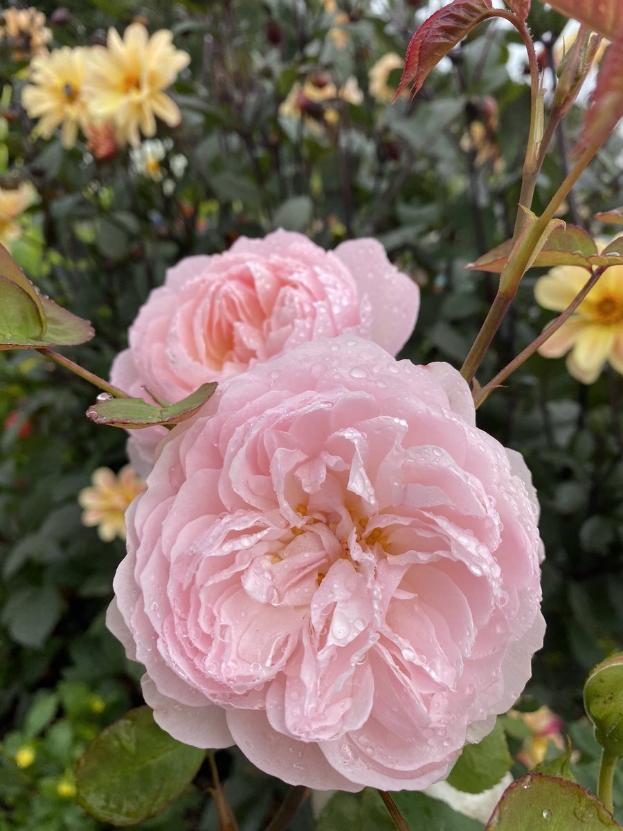 #TwoForTuesday Gentle Hermione roses. #GardeningTwitter #RoseADay #Roses #GardeningX