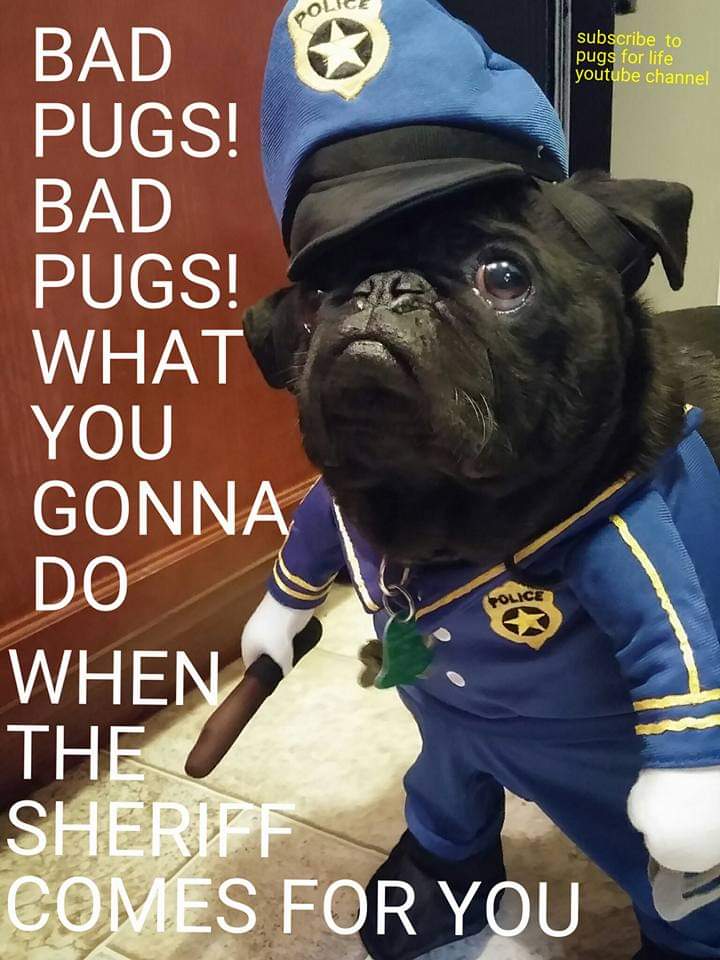GoodiesGalore01's tweet photo. BAD PUG BAD PUG WHAT YOU GONNA DO WHEN THE SHERIFF COMES FOR YOU
#pug #puglover #PuggieG #puglife #puglove #pugs #pugsforlife #dog #dogs #fun #like #repost #share #retreat https://t.co/RnFaPMxnwy