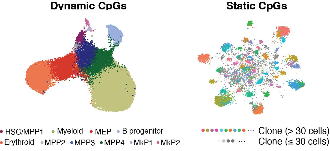 🔥 story lead by @scherermich & @cancer_curious, with @AlejoFraticelli: epimutations stably mark clones in hematopoiesis over months and years, and can be read out at scale using targeted single-cell, single-CpG-resolution profiling of DNA methylation🧵biorxiv.org/content/10.110…