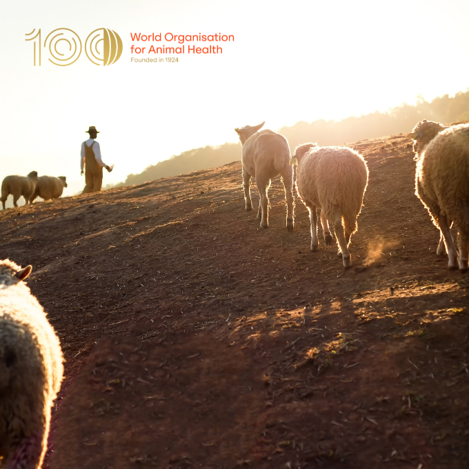 #OneHealth (OH) approach tackles threats like zoonoses, #AMR & environmental degradation by integrating animal, human & environmental health. In the #MiddleEast, OH initiatives drive collaborative action to safeguard #EveryonesHealth across sectors.

More: rr-middleeast.woah.org/en/our-mission…
