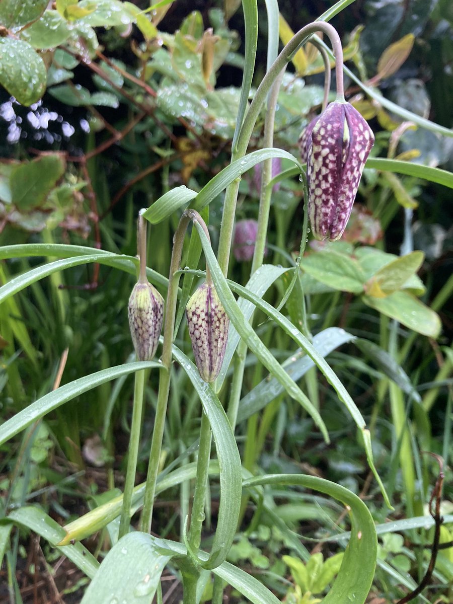 Snakehead fritillary out now in the garden 🙏