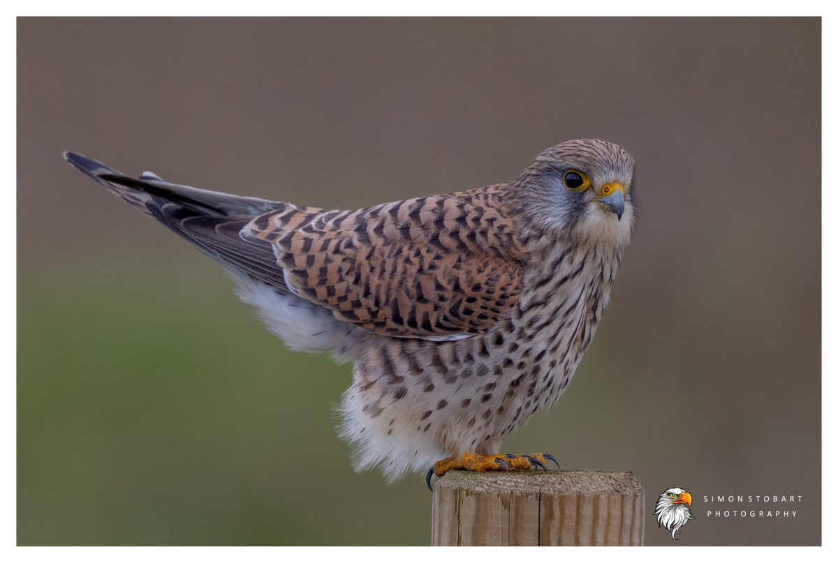 Kestrel on Teesside the other day. @teesbirds1 @teeswildlife @DurhamBirdClub @Natures_Voice @NatureUK @WildlifeMag @BBCSpringwatch @NTBirdClub @CanonUKandIE #naturephotographyday #birds #wildlifephotography