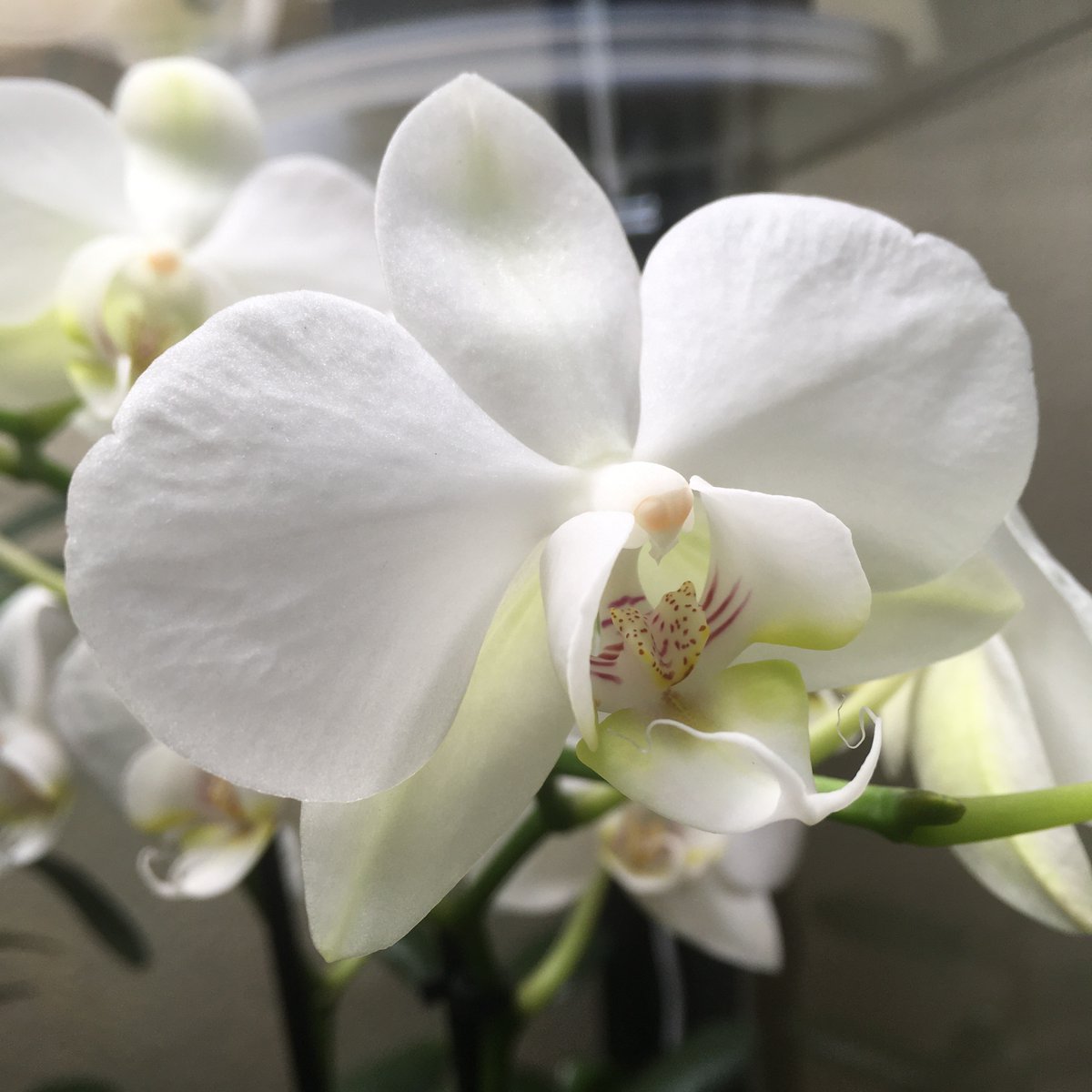 Gm! Hope everyone is having a great week!! Happy April!! 🌸🌼🌷