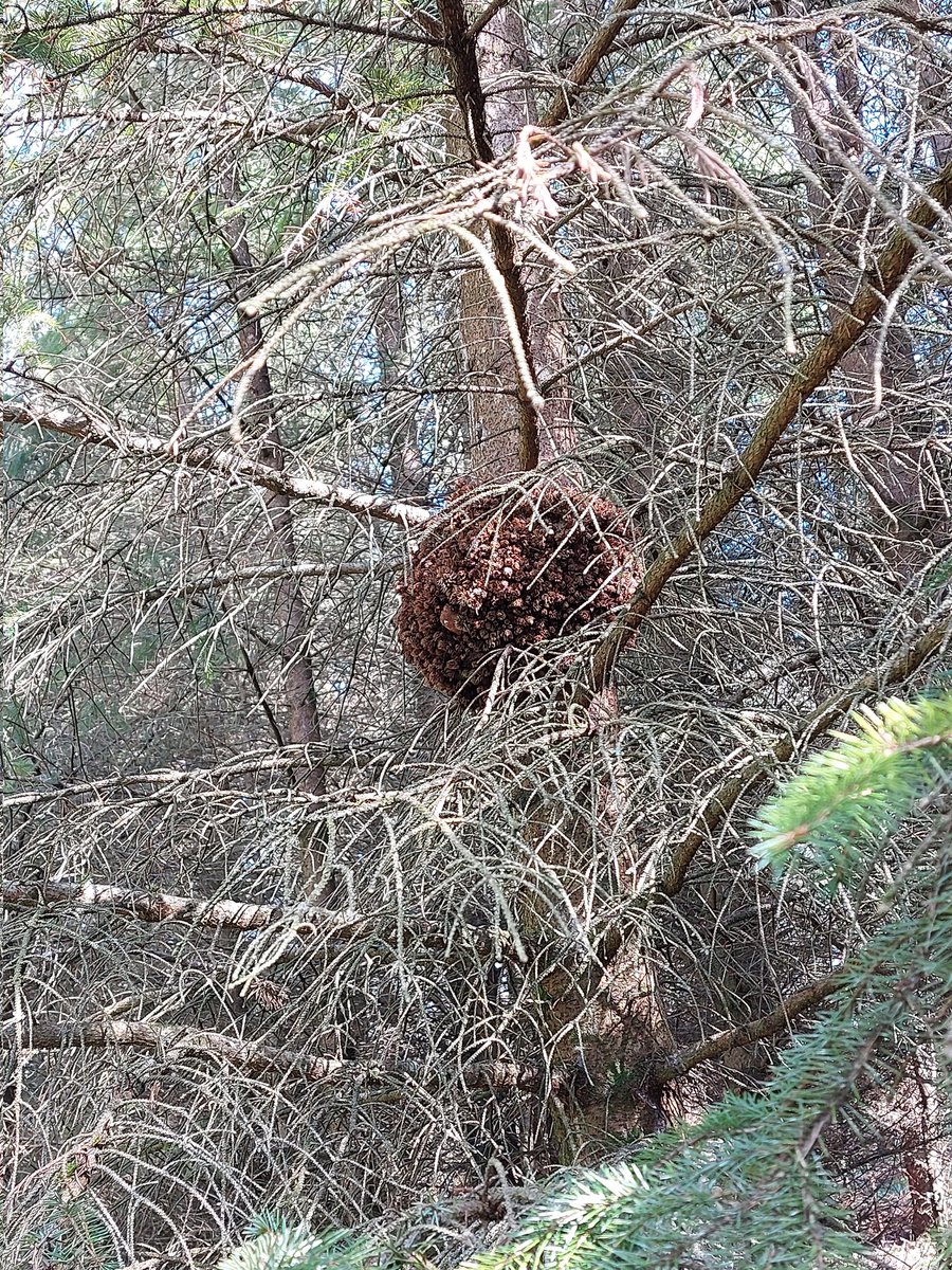 Gall on Picea abies caused by an unknown bacteria. Who knew plantations can sometimes be interesting!