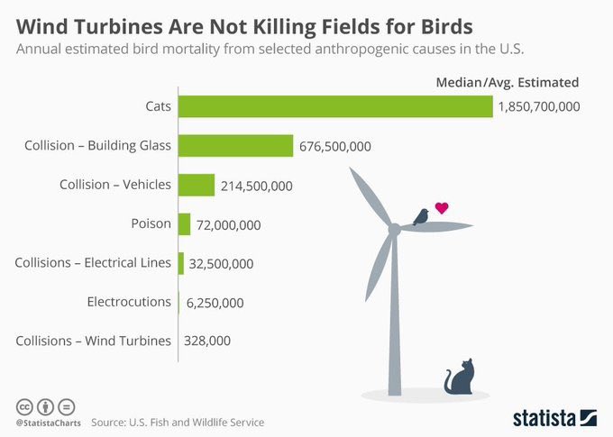 Cats 🐈‍⬛ 🐈 kill 1.85 billion birds 🦜🕊🪶 every year in #US No calls for cats to be banned Buildings 🏢 kill 675 million birds Vehicles 🚛🚙 214 million birds We poison ☠️ 72 million birds Wind turbines kill just 328,000 and #climatechange deniers want to ban them!