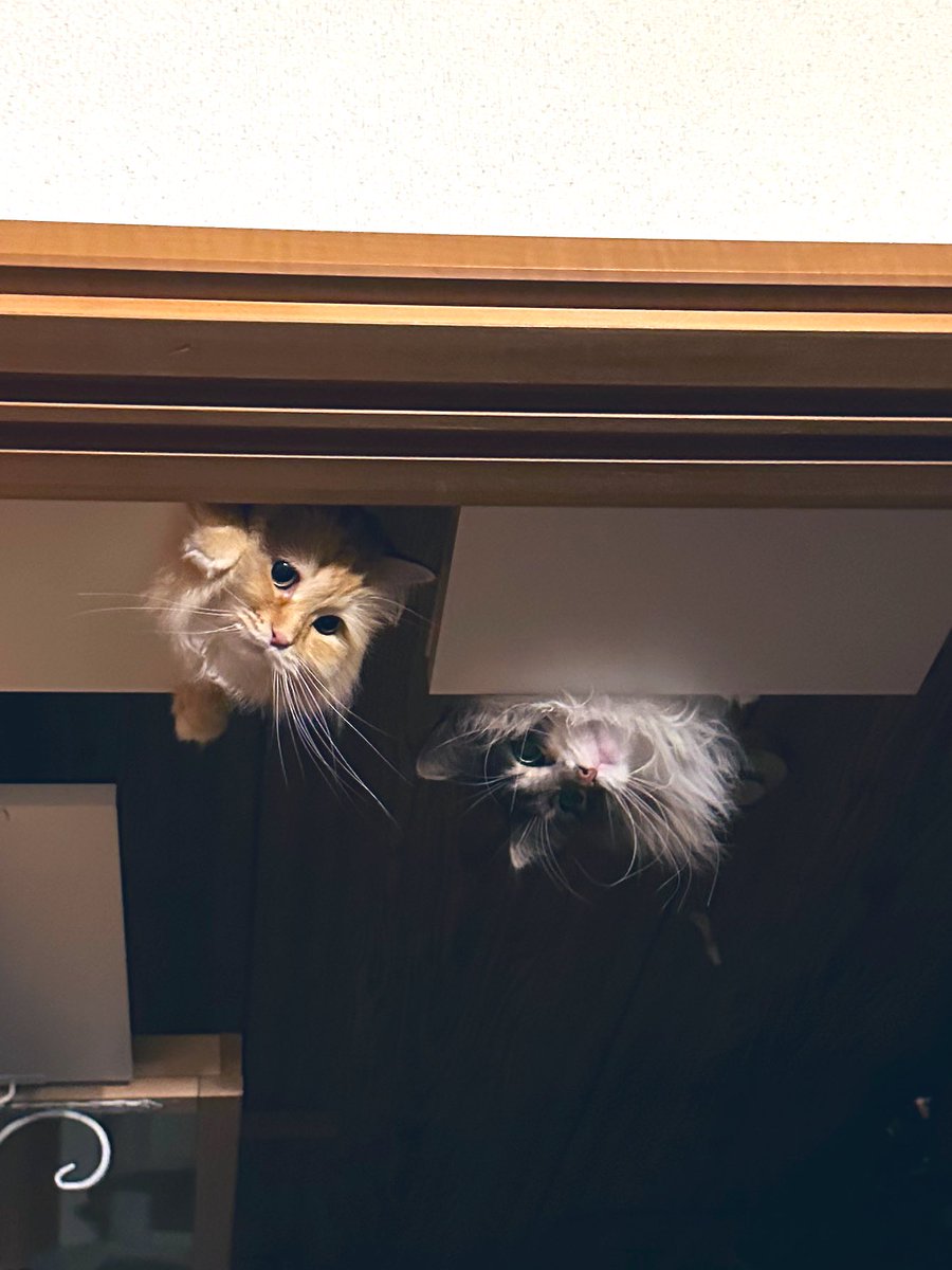 沢山のイイねや楽しいコメントありがとうございます🙇‍♂️

こちらは単なる普通の猫アカですので、気軽にフォローや楽しいコメント頂けたら来世は猫になる呪いをかけます🥹✨