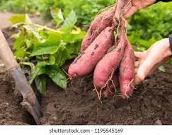 MoLAFWRD_Zim's tweet photo. Sweet potato production is estimated at 276 784 MT ,a 33% increase from 207 529 MT produced in the 2021/2022 season .This increased  production  is attributable  to the virus -free vine distribution scheme under the Rural Development  8.0
#AFSRTS https://t.co/rXvuNobdnc