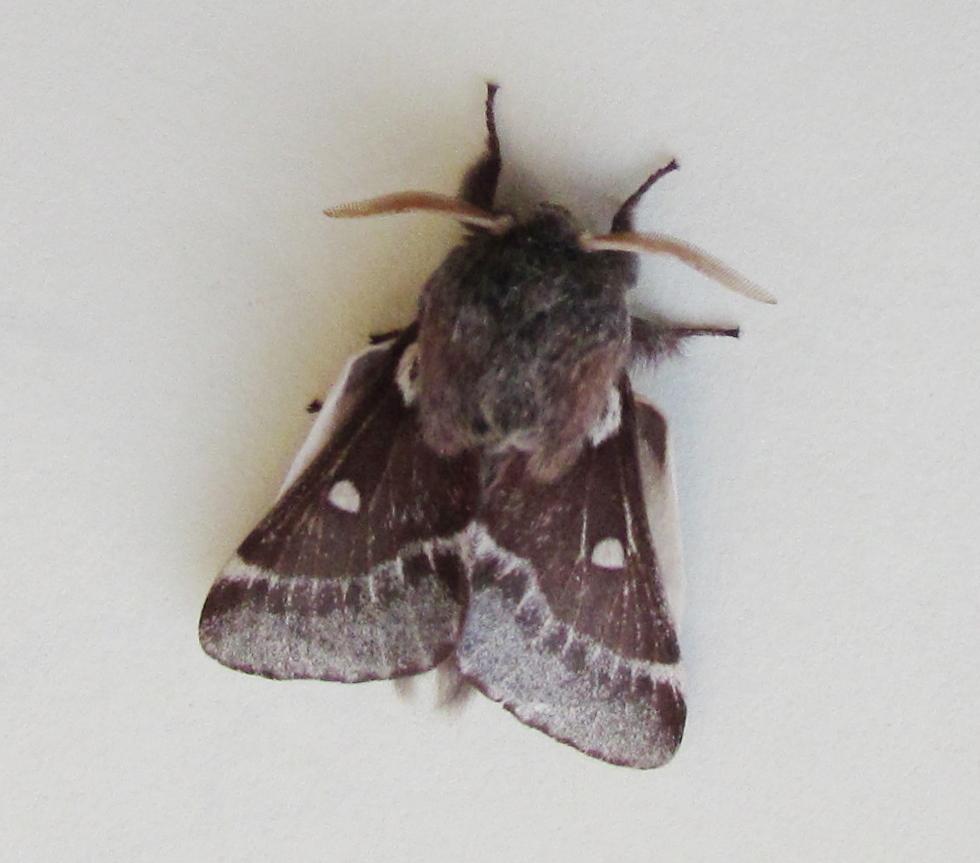 Small Eggar from my Broadwey trap, first here since 2020.