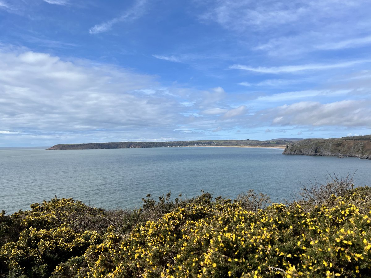 BlueskyJanh1's tweet image. Yellow gorse and blue sky and sea 💙
Have a good Tuesday, folks! 😊👋
#OxwichBay #Gower #Wales