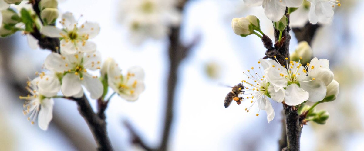 Op 1 april begint het groeiseizoen en houdt het KNMI het neerslagtekort bij om eventuele droogte te signaleren. Wanneer er gedurende een periode meer water verdampt dan dat er wordt aangevuld door regen, ontstaat er een neerslagtekort. #klimaatbericht knmi.nl/over-het-knmi/…