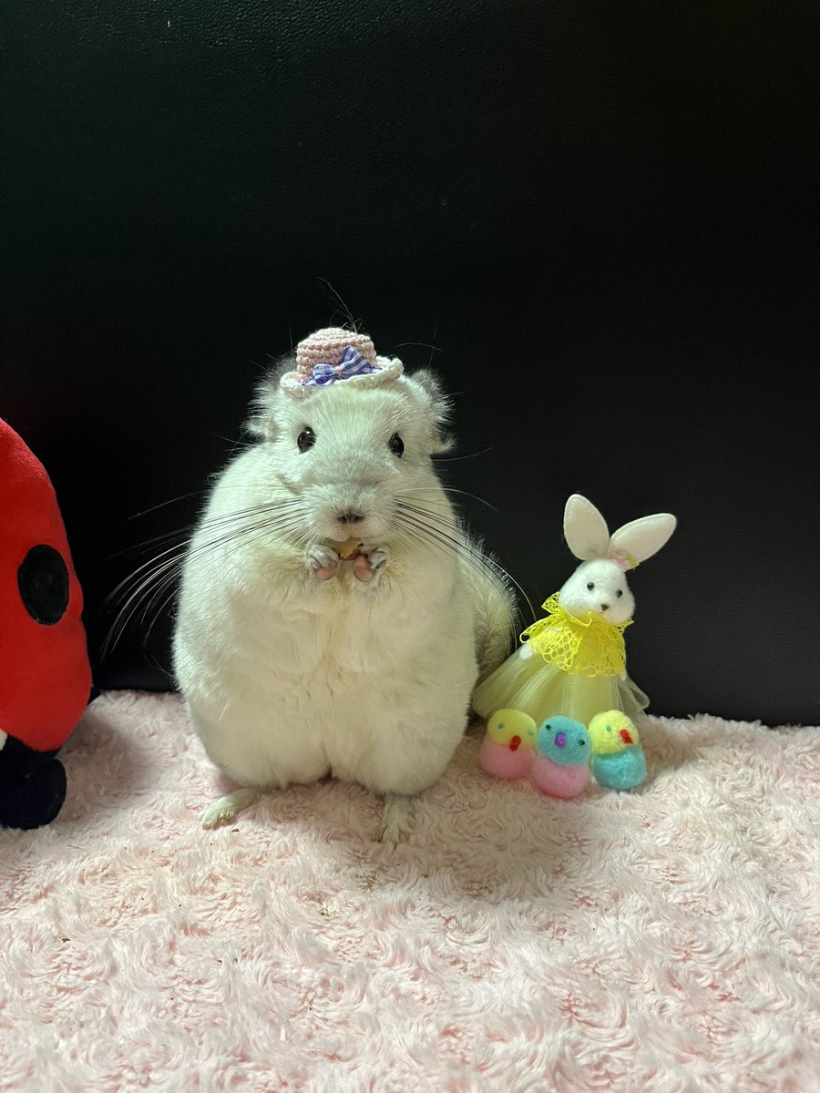 出遅れHAPPYEaster🐣🐰 #イースター #チンチラネズミ