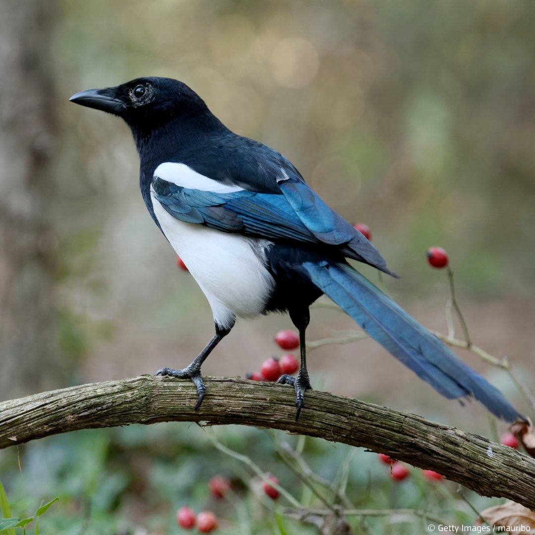 EU Environment tweet media