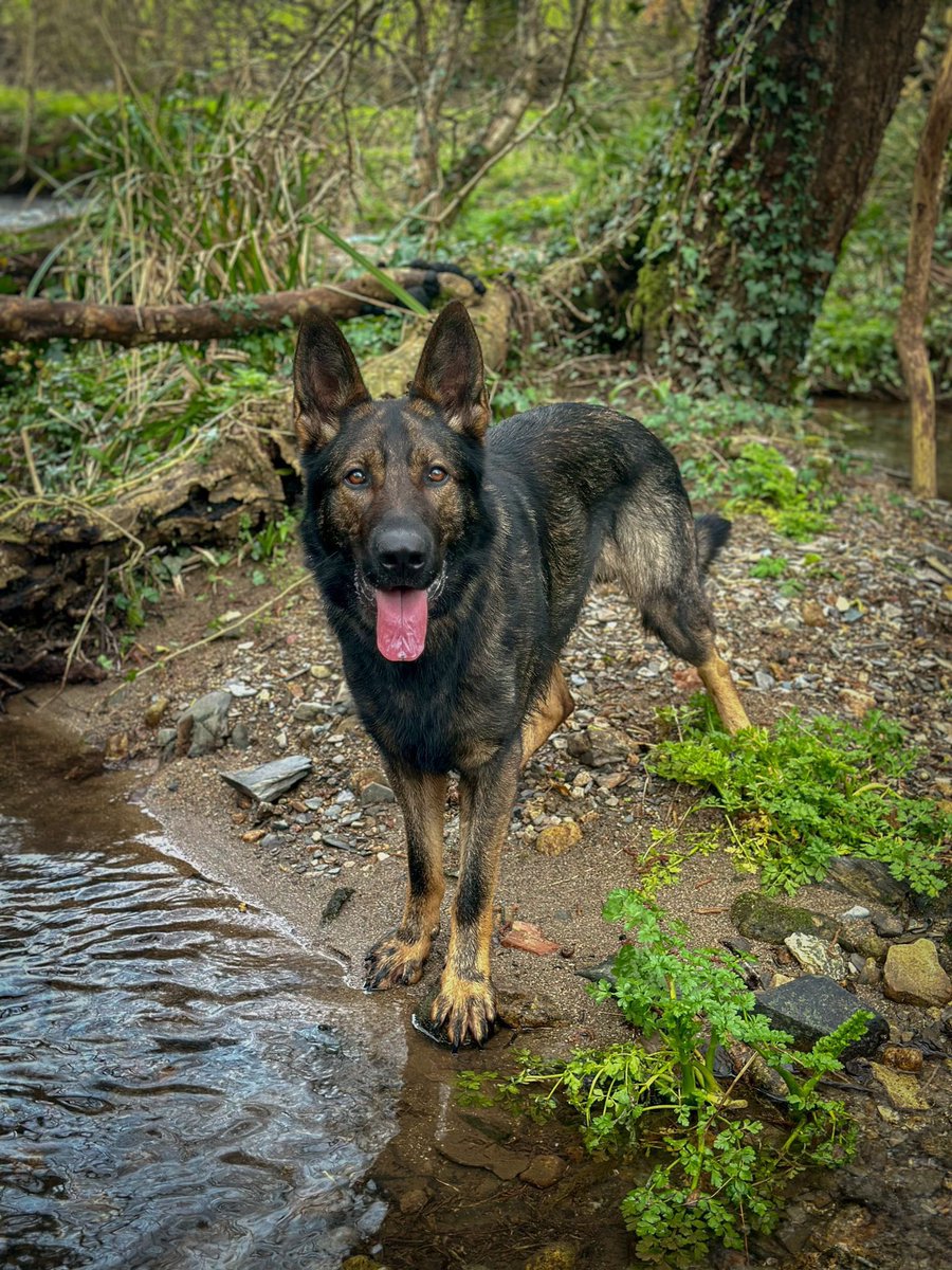 💥 PD Saka located Matthews last night trying to hide in between bins and a wall after evading officers for weeks ….. great result 💥