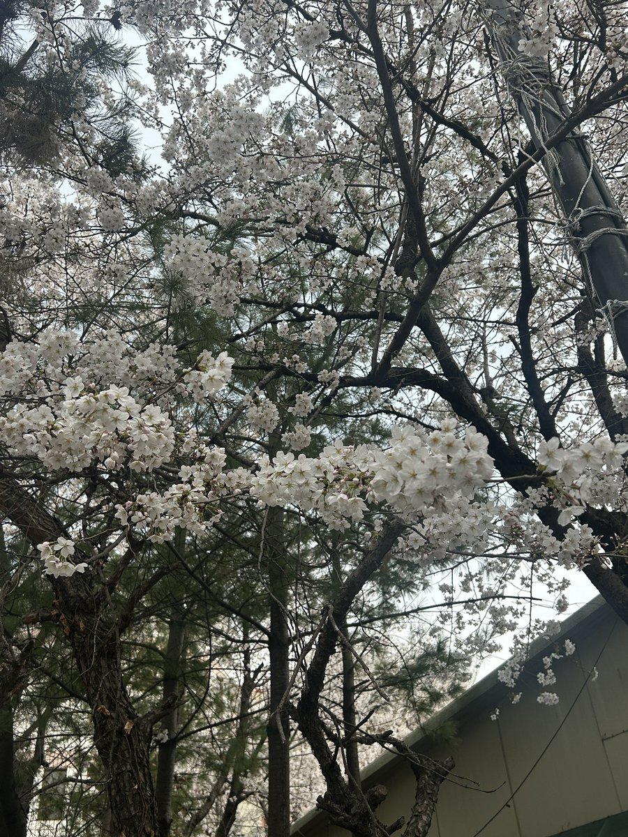 [#백예빈] 🌸 봄이다 봄 🌸 #백예빈 #Baekyebin #예콩