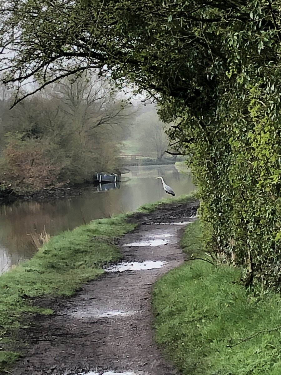 Beautiful walk this morning along Leeds-Liverpool @CanalRiverTrust 👍 Someone looking out for their breakfast🐟 🎣