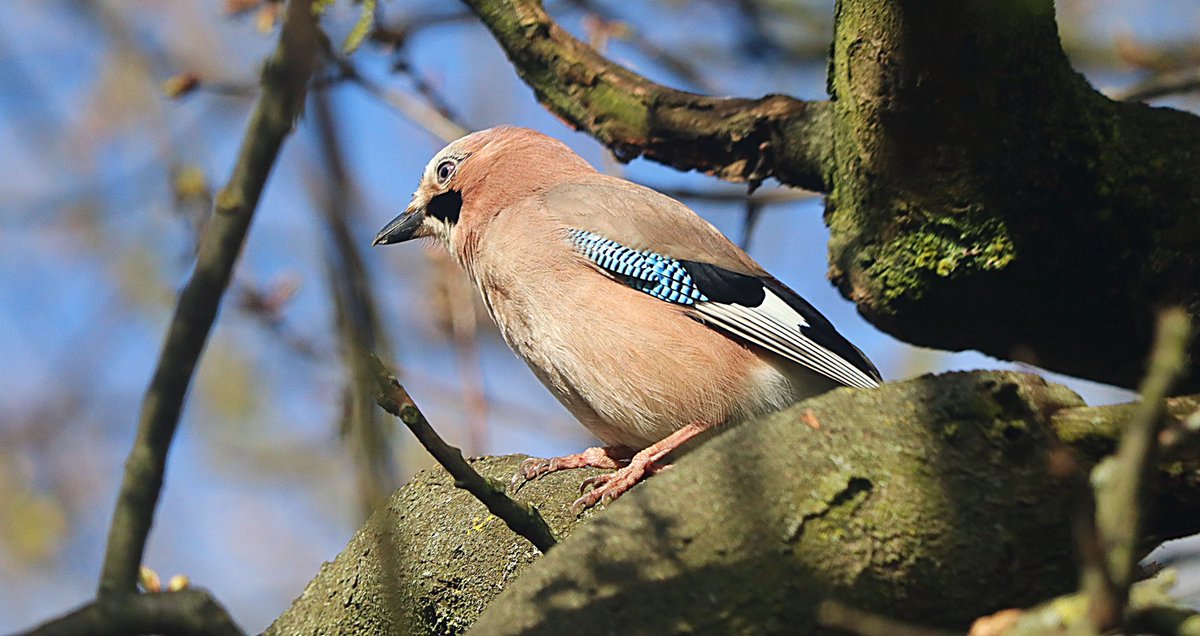 Morning everyone I’d say back to work today but as I work 7 days (unpaid) it’s meaningless 🤣🙃 So the lovely jay from #KensingtonGardens @theroyalparks @Natures_Voice #NaturePhotography