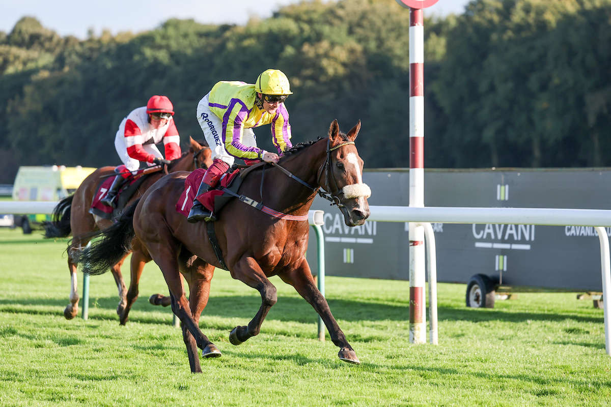 Five runners at @ponteraces today. Good luck to connections of Close Connection, Mambha, Billy No Mates (pictured), Pol Roger, and Phoenix Fire.