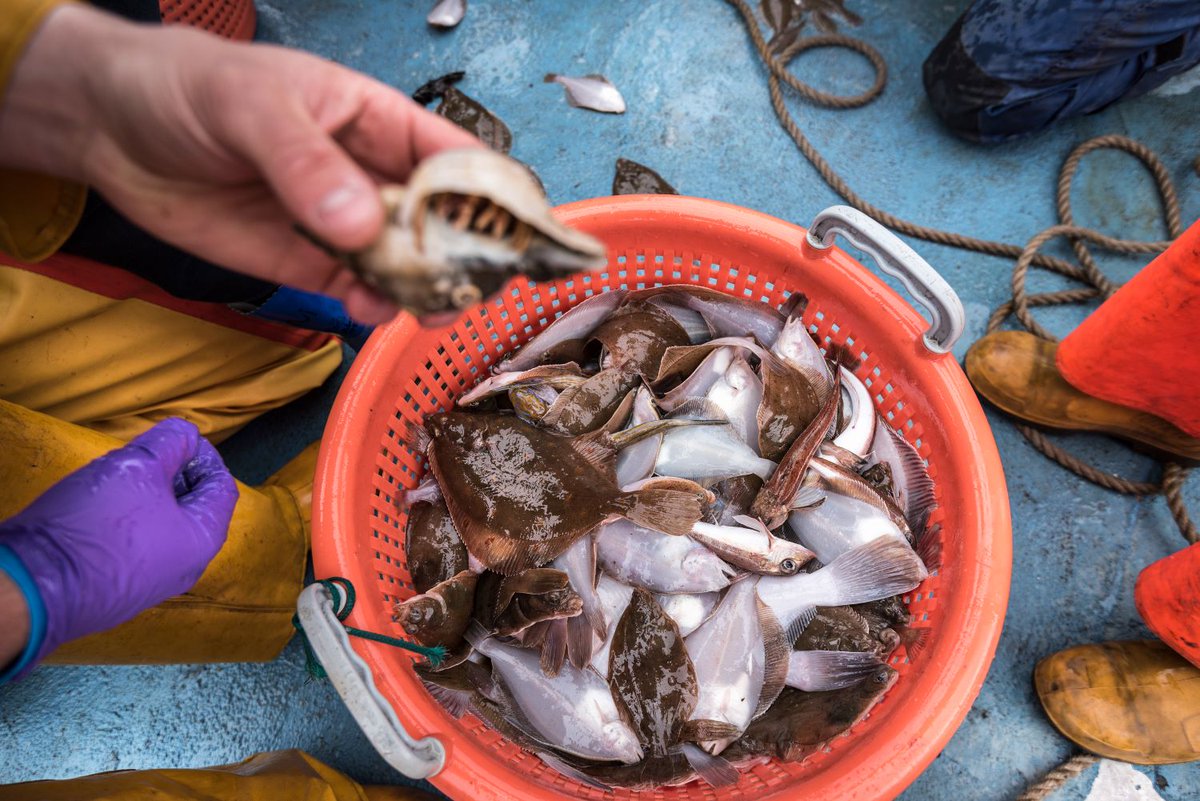 A panel date has been confirmed for the #Fisheries and #Seafood Scheme (#FaSS). With @The_MMO accepting applications from smaller projects throughout the year, the deadline for submissions for projects with a cost higher than £150,000 is 30 April 2024. loom.ly/GShG2Ng