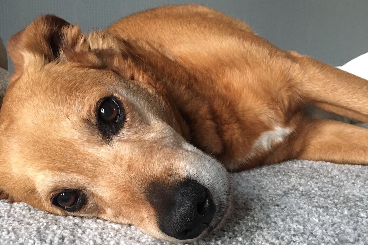 SustMeme's tweet image. Latest issue of @SustMeme Magazine is out now — with stories new and old:
📈 Record, but inequitable, #renewables;
🛩 Planes, cars and #chargepoints;
🐕 #Insect protein for US dog food;
🌿 VCs back plant-based #textiles;
🔮 Predictions for #NetZero.
buff.ly/4cDAHgO &amp;gt;&amp;gt;